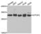 General Transcription Factor IIF Subunit 2 antibody, PA5-76832, Invitrogen Antibodies, Western Blot image 