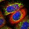 M-PST antibody, HPA001240, Atlas Antibodies, Immunofluorescence image 