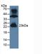 Gremlin 1, DAN Family BMP Antagonist antibody, LS-C314906, Lifespan Biosciences, Western Blot image 