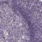 Coronin 2A antibody, PA5-59506, Invitrogen Antibodies, Immunohistochemistry frozen image 