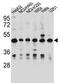 Dihydrouridine Synthase 1 Like antibody, AP51337PU-N, Origene, Western Blot image 