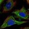 CDC42 Binding Protein Kinase Alpha antibody, HPA071252, Atlas Antibodies, Immunofluorescence image 