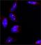 Nucleophosmin 1 antibody, NB600-1030, Novus Biologicals, Immunofluorescence image 