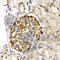 Lipase G, Endothelial Type antibody, A1891, ABclonal Technology, Immunohistochemistry paraffin image 
