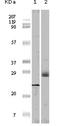 Eukaryotic Translation Initiation Factor 4E Binding Protein 1 antibody, STJ97803, St John