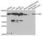 Cartilage Oligomeric Matrix Protein antibody, MBS2518233, MyBioSource, Western Blot image 