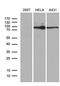 MutL Homolog 1 antibody, LS-C795361, Lifespan Biosciences, Western Blot image 