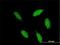 T-Box, Brain 1 antibody, H00010716-M01, Novus Biologicals, Immunocytochemistry image 