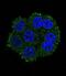 Transmembrane Serine Protease 3 antibody, GTX81644, GeneTex, Immunofluorescence image 