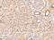 Zinc Finger Protein 292 antibody, 207777-T08, Sino Biological, Immunohistochemistry frozen image 