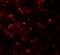 Carcinoembryonic Antigen Related Cell Adhesion Molecule 5 antibody, 7453, ProSci, Immunofluorescence image 