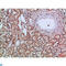 Carcinoembryonic Antigen Related Cell Adhesion Molecule 1 antibody, LS-C813816, Lifespan Biosciences, Immunohistochemistry paraffin image 