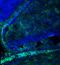 Atonal BHLH Transcription Factor 1 antibody, 21215-1-AP, Proteintech Group, Immunofluorescence image 