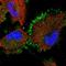 STAM Binding Protein Like 1 antibody, NBP1-89135, Novus Biologicals, Immunofluorescence image 