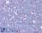 Centromere protein F antibody, LS-B276, Lifespan Biosciences, Immunohistochemistry frozen image 