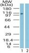 Importin 9 antibody, PA1-41598, Invitrogen Antibodies, Western Blot image 