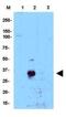 CCAAT Enhancer Binding Protein Delta antibody, NB110-85519, Novus Biologicals, Western Blot image 