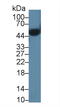 Orosomucoid 2 antibody, LS-C302482, Lifespan Biosciences, Western Blot image 