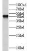 Transcription Elongation Factor A1 antibody, FNab08545, FineTest, Western Blot image 