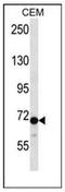 Dishevelled Segment Polarity Protein 2 antibody, AP51345PU-N, Origene, Western Blot image 