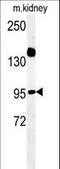 Armadillo Repeat Containing 5 antibody, LS-C156500, Lifespan Biosciences, Western Blot image 