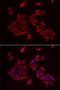 Retinoic Acid Receptor Responder 2 antibody, orb247711, Biorbyt, Immunofluorescence image 