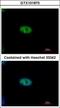 Negative Regulator Of Ubiquitin Like Proteins 1 antibody, GTX101870, GeneTex, Immunocytochemistry image 