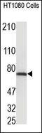 Collagen Type III Alpha 1 Chain antibody, 251736, Abbiotec, Western Blot image 