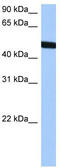 T-box transcription factor TBX20 antibody, TA345643, Origene, Western Blot image 