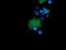 Lymphocyte-specific adapter protein Lnk antibody, NBP2-00641, Novus Biologicals, Immunofluorescence image 