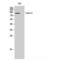 DEAD-Box Helicase 20 antibody, LS-C383675, Lifespan Biosciences, Western Blot image 