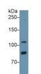 Toll Like Receptor 5 antibody, LS-C298624, Lifespan Biosciences, Western Blot image 