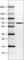 Solute Carrier Family 27 Member 5 antibody, AMAb90572, Atlas Antibodies, Western Blot image 