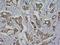 Heat Shock Protein 90 Alpha Family Class B Member 1 antibody, orb10852, Biorbyt, Immunohistochemistry paraffin image 