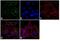 Protein Disulfide Isomerase Family A Member 5 antibody, PA3-007, Invitrogen Antibodies, Immunofluorescence image 