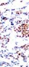 Signal Transducer And Activator Of Transcription 5A antibody, orb14461, Biorbyt, Immunohistochemistry paraffin image 