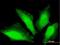 Trafficking Protein Particle Complex 12 antibody, H00051112-B01P, Novus Biologicals, Immunofluorescence image 