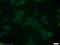 Dynein Cytoplasmic 1 Intermediate Chain 2 antibody, 12219-1-AP, Proteintech Group, Immunofluorescence image 