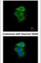 Eukaryotic Translation Initiation Factor 2 Subunit Alpha antibody, PA5-27366, Invitrogen Antibodies, Immunofluorescence image 