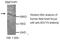 Adenylate Cyclase 6 antibody, MBS416509, MyBioSource, Western Blot image 