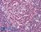 Spi-1 Proto-Oncogene antibody, LS-B3822, Lifespan Biosciences, Immunohistochemistry frozen image 