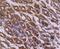 NFKB Inhibitor Alpha antibody, NBP2-67369, Novus Biologicals, Immunohistochemistry paraffin image 