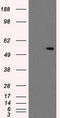 Protein Kinase, Membrane Associated Tyrosine/Threonine 1 antibody, TA500874, Origene, Western Blot image 