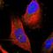 Transmembrane Protein 120B antibody, HPA014066, Atlas Antibodies, Immunofluorescence image 