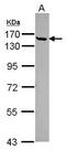 Cingulin antibody, GTX120159, GeneTex, Western Blot image 