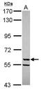 Cytochrome P450 Family 3 Subfamily A Member 4 antibody, PA5-28323, Invitrogen Antibodies, Western Blot image 