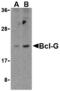 BCL2 Like 14 antibody, MBS151303, MyBioSource, Western Blot image 