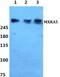 Matrix Remodeling Associated 5 antibody, PA5-37267, Invitrogen Antibodies, Western Blot image 