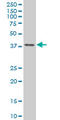 Transcription factor AP-4 antibody, LS-C133478, Lifespan Biosciences, Western Blot image 