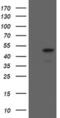 MAF BZIP Transcription Factor B antibody, MA5-26420, Invitrogen Antibodies, Western Blot image 